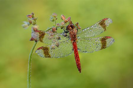 Libelle