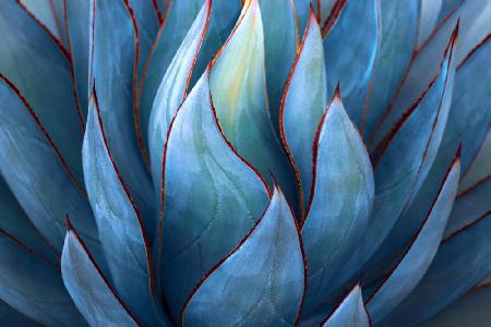 Blaue Agave-Zusammenfassung