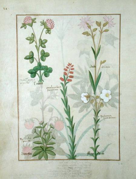 Ms Fr. Fv VI #1 fol.128v Top row: Red clover and Aube. Bottom row: Bellidis species, Onobrychis and von Robinet Testard