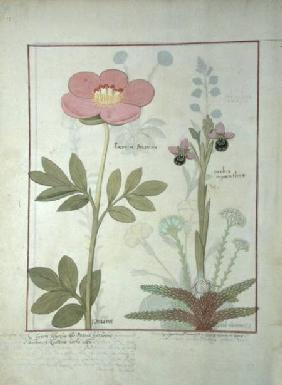 Ms Fr. Fol VI #1 Paeonia or Peony, and Orchis myanthos c.1470
