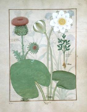 Ms Fr. Fv VI #1 fol.129r Plumed thistle, Water lily and Castor bean plant, illustration from 'The Bo c.1470