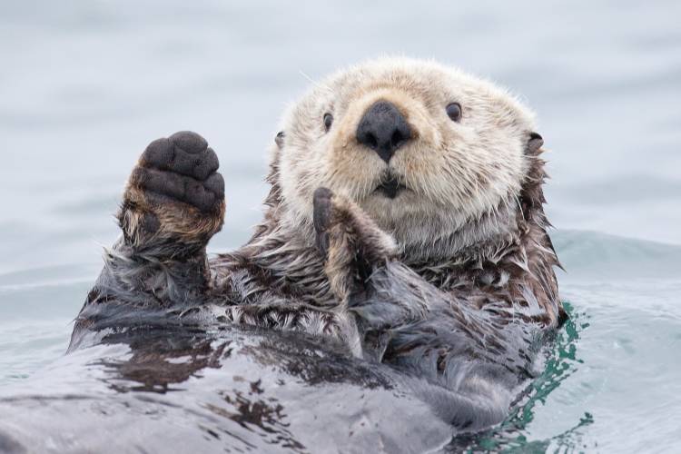 Yesterday I caught a fish thiiis big! - Otter. Alaska von Roman Golubenko