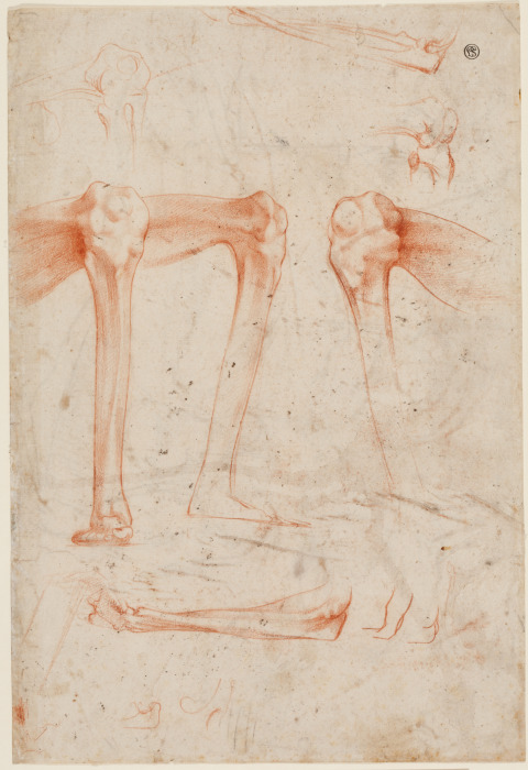 Studien von Beinen, Knien und Armen von Rosso Fiorentino