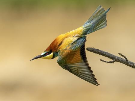 Bienenesser