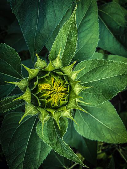 Sonnenblume bereit zum Blühen