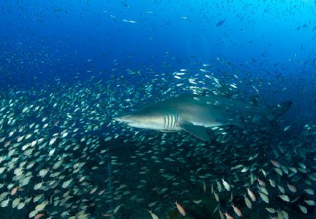 Sandtigerhai und Fisch