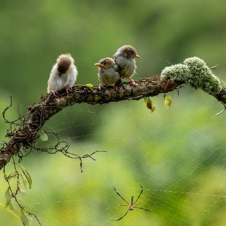 Spinne und die Vögel