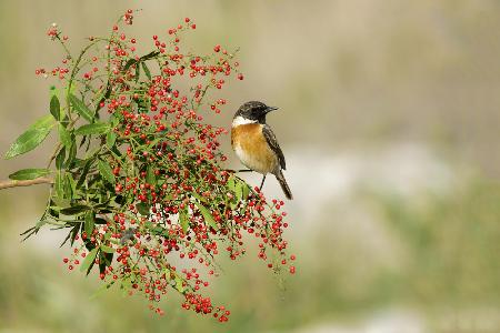 Saxicola rubicola