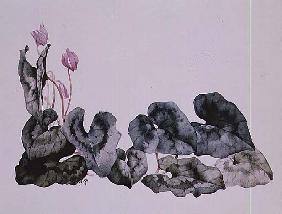 Cyclamen Neapolitarum 