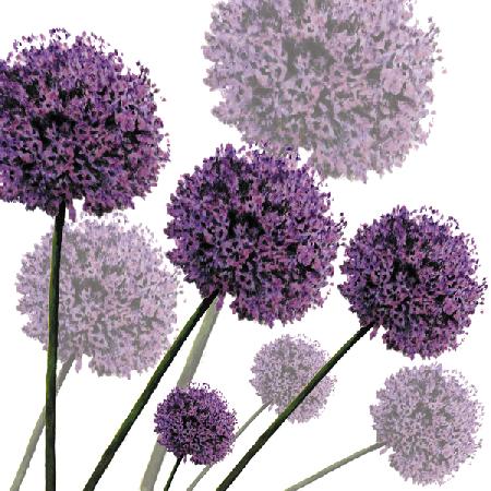 Allium Fernandez 2004