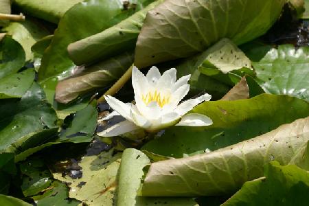 Garsington Waterlily 2009