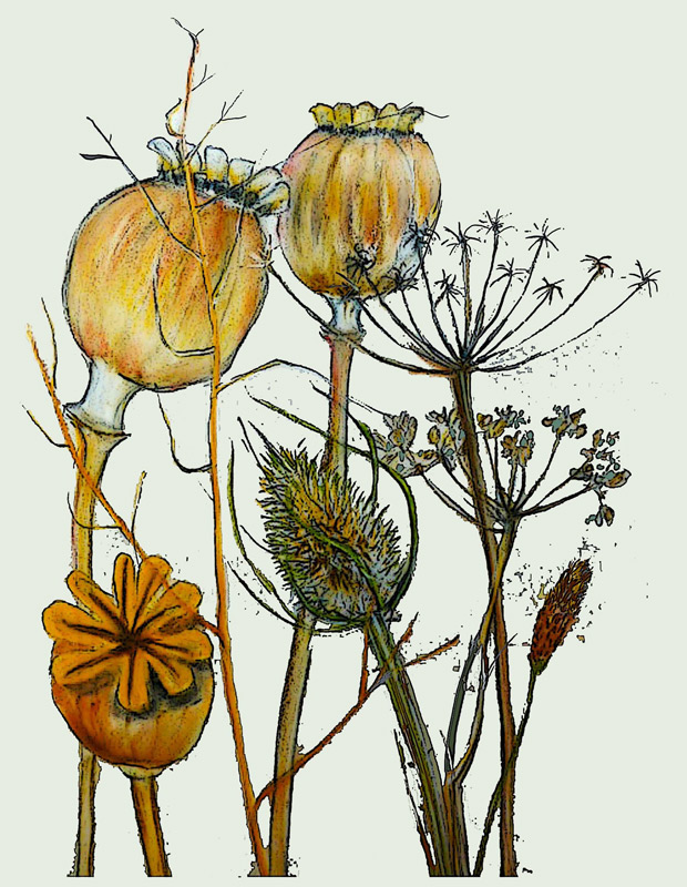 Dried seed heads von Sarah Thompson-Engels