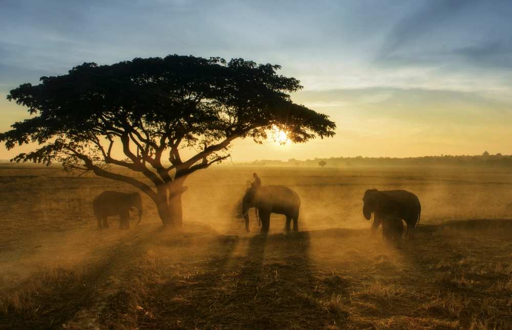 Morning elephant home town von Saravut Whanset