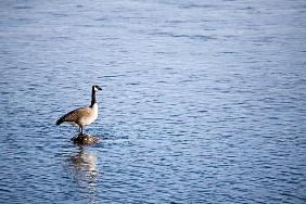 canada goose on river rock