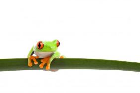 tree frog on a leaf