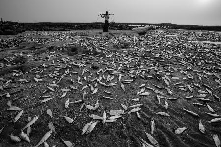 Verschiedene Fische