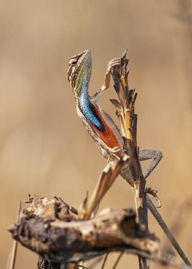 Fan-throated Lizard im Konzert!