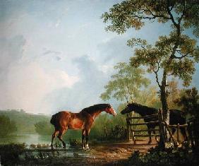 Mare and Stallion in a Landscape