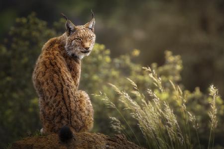 Luchs-Kunst.