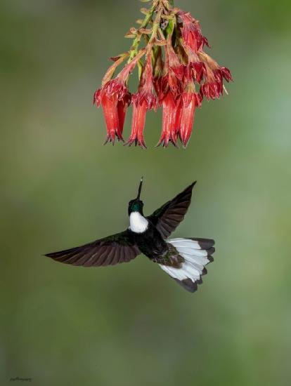 Collared Inca