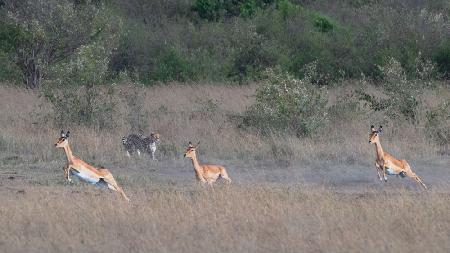 Die Jagd ist erst der Anfang