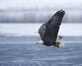 Bald Eagle