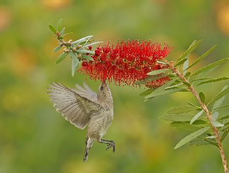 Palästina-Nektarvogel mit Kalistemon