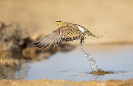 Sandhuhn in Eile...