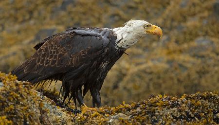 Weißkopfseeadler