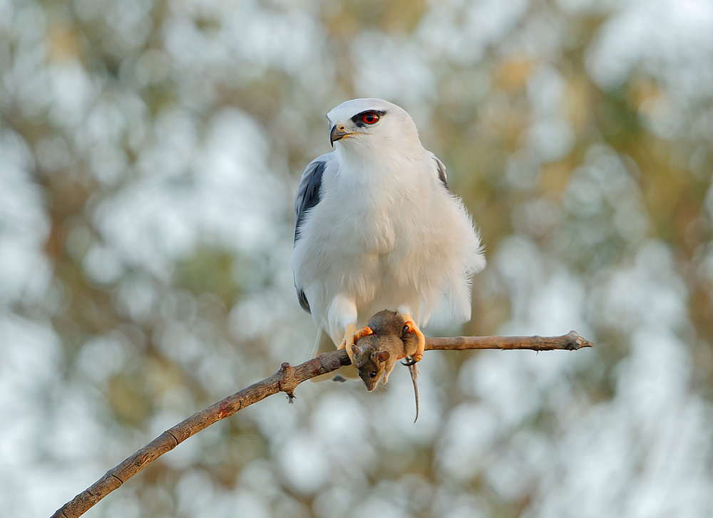 Wühlmaus und Milan – Harte Natur von Shlomo Waldmann