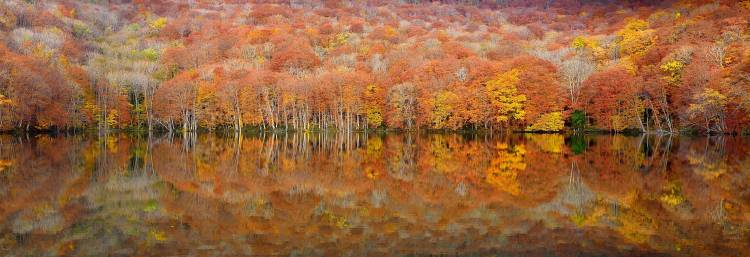 glowing autumn von Sho Shibata