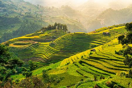 Reisterrasse Mu Cang Chai,Vietnam