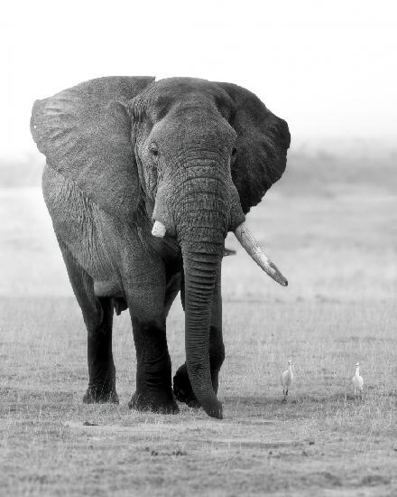 Ein Elefant mit gebrochenem Zahn