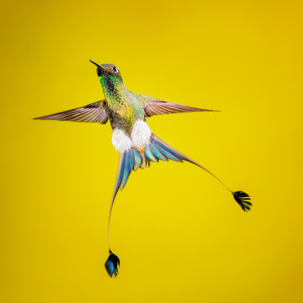 Gestiefelter Rock-Tail von Siyu and Wei Photography