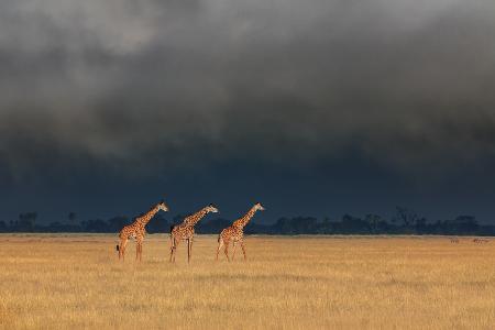 Trio Giraffen im Kenia-Sturm
