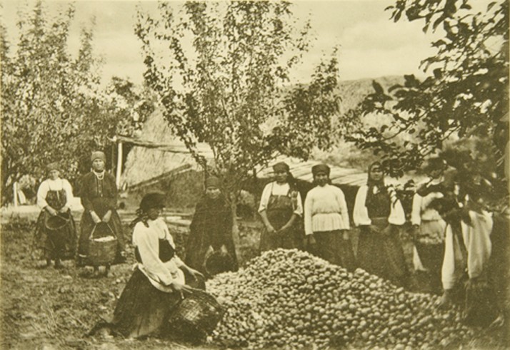 Apfelernte im Tolstois Gut Jasnaja Poljana von Sophia Andreevna Tolstaya