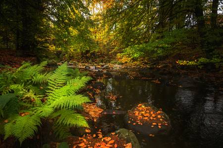 Herbst im Harz 2022