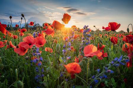 Sommerblumen 2019