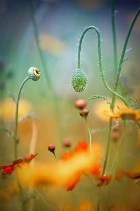 Poppy Field