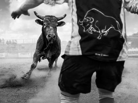 Der wütende Stier