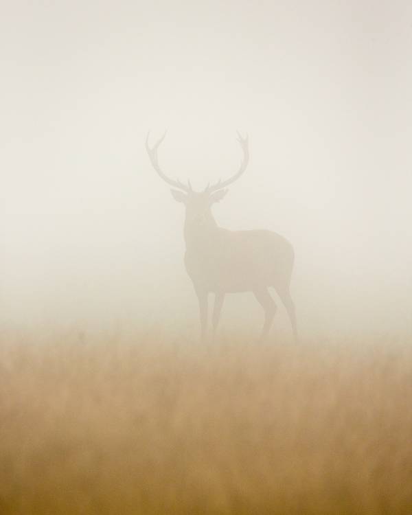 Ghost Stag von Stuart Harling