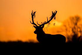 Rothirsch Hirsch Silhouette