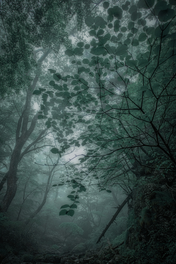 Nebelwald von Takafumi Yamashita