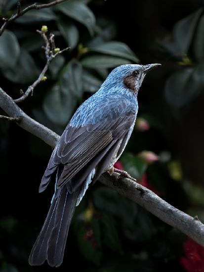 Mein blauer Vogel