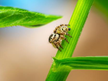 springende Spinne