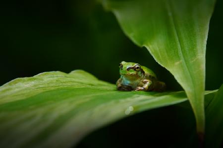 Versteck