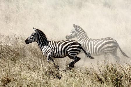 Die Zebrajagd