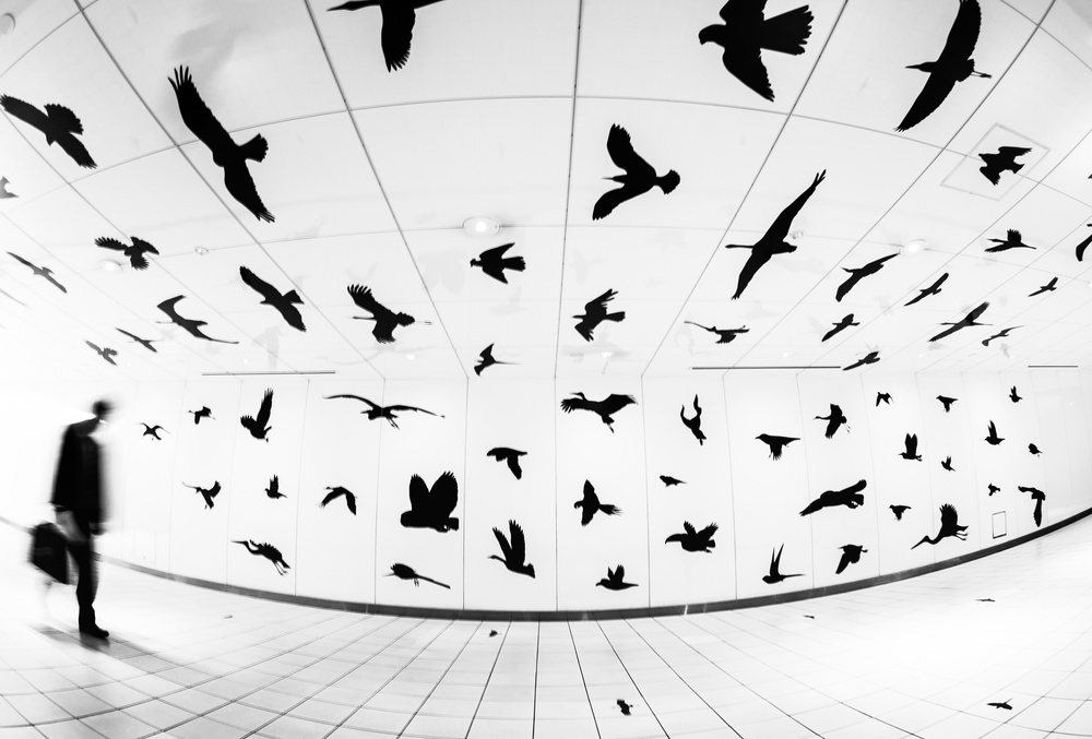 Die Straße der Vögel von Tetsuya Hashimoto