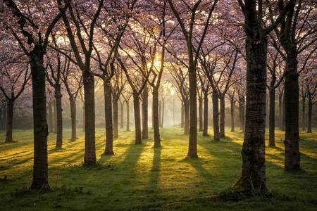 Cherry blossom forest