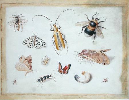 A Study of Butterflies and other Insects von the Elder Kessel